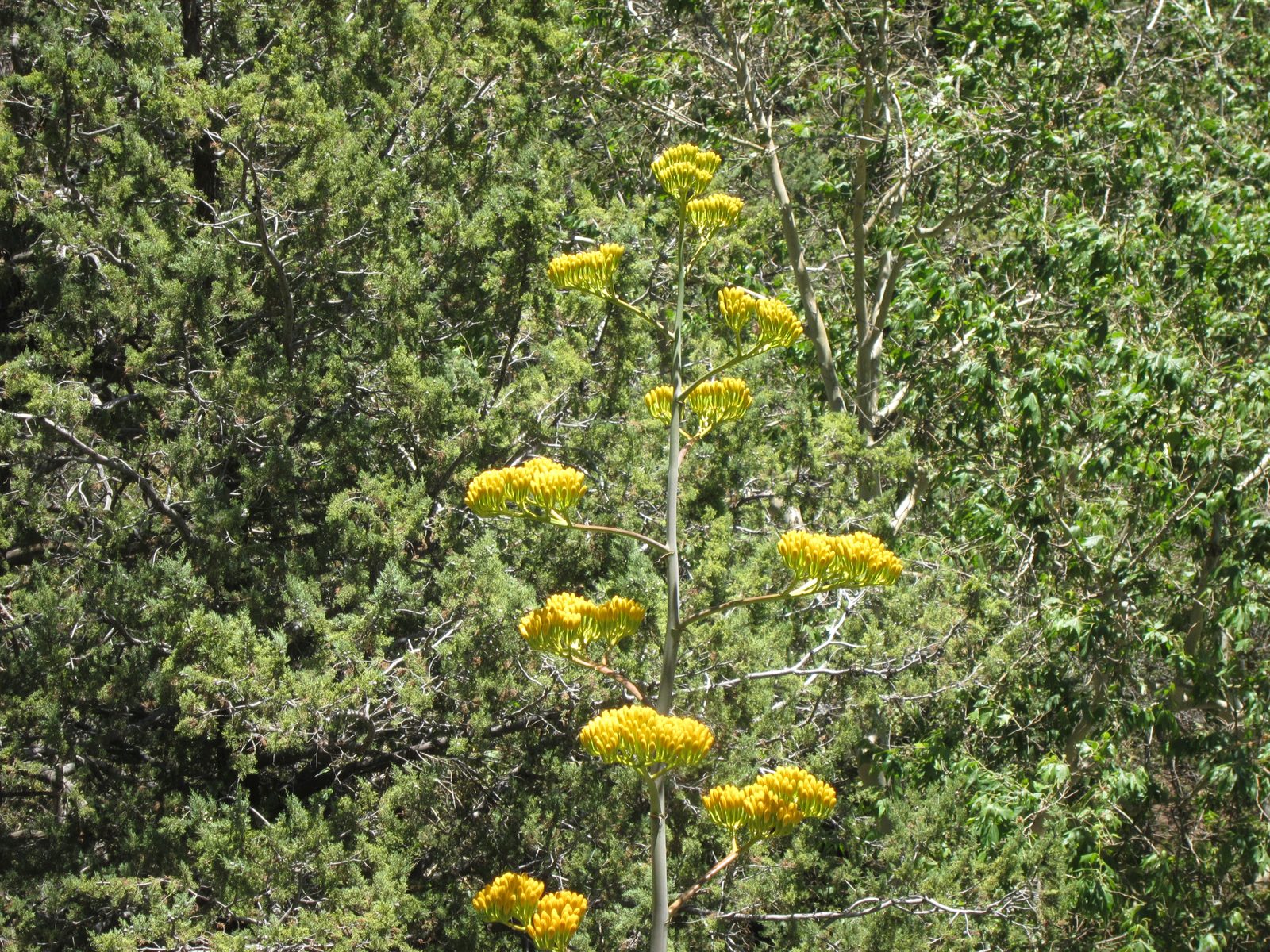 Another of my fiercely colored agave blooms.